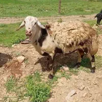 قوچ سه شیره پلنگی