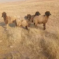 چهارتا شییشک برافروش