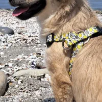 واگذاری رایگان