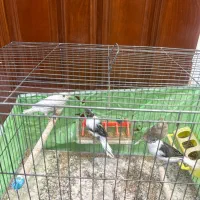 قناری نر و ماده اماده