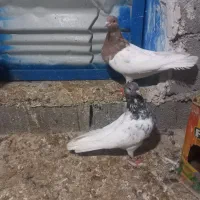 کبوتر سینه. کله زرد.|پرنده|بجنورد, |دیوار