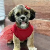 شیتزو سوپر فلت خالص