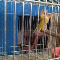 ردچیک و مونچیک|پرنده|شاهینشهر, خبرنگار|دیوار