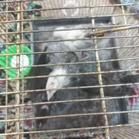 جوجه رسمی|حیوانات مزرعه|تهران, افسریه شمالی|دیوار