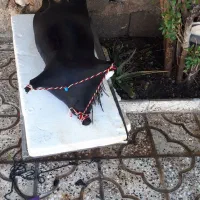 مشک اب|صنایع دستی و سایر لوازم تزئینی|آبدانان, |دیوار