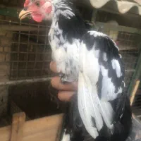 جوجه خروس