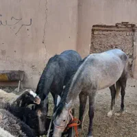 اسب (مادیون)با کره *مادیون|اسب و تجهیزات اسب‌سواری|پیشوا, |دیوار