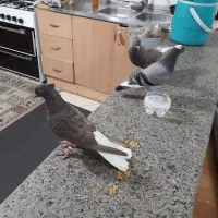 کفتر دم سفید سر کی|پرنده|قم, نخودی|دیوار