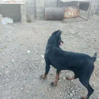 سگ دوبرمن|سگ|سیرجان, |دیوار