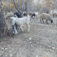 بزغاله شیری