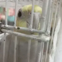 عروس هلندی گم شده