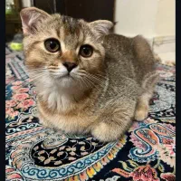 گربه بریتیش نر