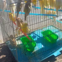 قناری بخون|پرنده|مسجد سلیمان, |دیوار