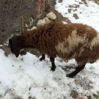 باسلام یه دونه بره نر داشتی واسه فروش دارم