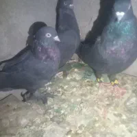 ۳تا زاغ بازیکن