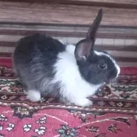 خرگوش با قفس