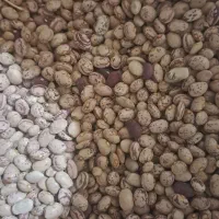 لوبیا با قیمت مناسب