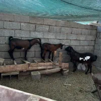 بره نر کهر نر|حیوانات مزرعه|قلعه قاضی, |دیوار