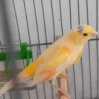 قناری دوتا تا ماده یک نر