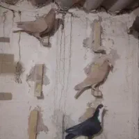 کرواتی وزردکرمونی وجوجه کاکلی|پرنده|تربت‌حیدریه, شهرک ولیعصر|دیوار