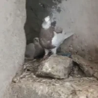 کبوتر طوقی ماده ( چهار عدد )|پرنده|کرمانشاه, |دیوار