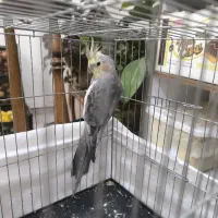 عروس هلندی نر