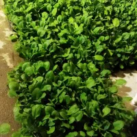 کار و مسکن در گلخانه