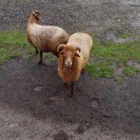 گوسفند نر و ماده