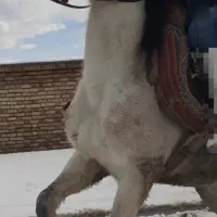 یخته باری سواری|اسب و تجهیزات اسب‌سواری|سیلوانه, |دیوار