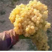 سبزه دودی تیزآبی(کشمش)