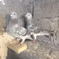 نرو ماده افغان