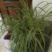 گندمی سایز بزرگ مناسب سالن ها و املاک|گل و گیاه طبیعی|تبریز, |دیوار