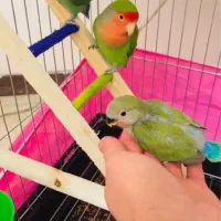 عروس هلندی طوطی بریزیلی|پرنده|هشتگرد, فاز ۳ مهستان|دیوار