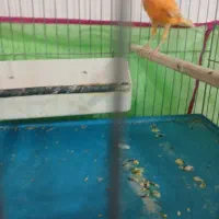 قناری قرمز تبریز پر رنگ|پرنده|سلماس, |دیوار