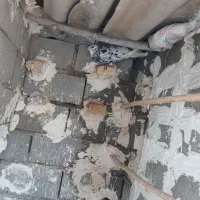 کبوتر|حیوانات|بجنورد, |دیوار