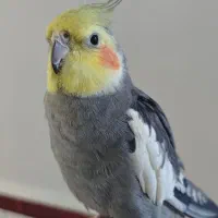 گمشده