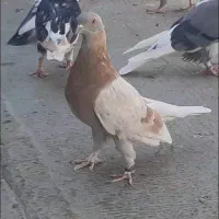 ساعت سنگین و زیبا|پرنده|پاکدشت, خاتون آباد|دیوار