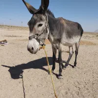 الاغ نر