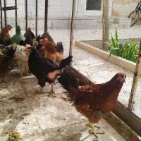 مرغ بومی 10 ماهه تخمگذار