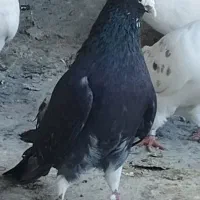 کبوتر