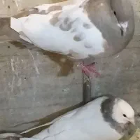 کبوتربازیکن گرفتنی تهرونی|پرنده|شیراز, تندگویان|دیوار