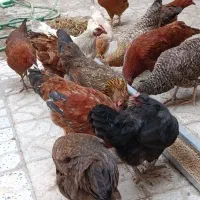 12 تا مرغ نژاد محلی خوبو