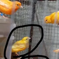 قناری ماده در جالق