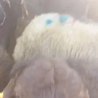 بره سرک دار مناطق کردستان|حیوانات مزرعه|هشتگرد, شهرک کوثر|دیوار