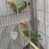 طوطی برزیلی