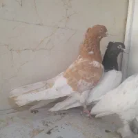 کبوتر رنگی نر ماده|پرنده|شیراز, کرونی(خاتونک)|دیوار