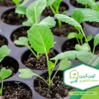 نشا زنم کارگر دارم خودم