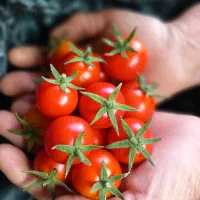 گوجه کال گوجه نارس گوجه ربی|خوردنی و آشامیدنی|فیروز, |دیوار