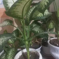 فروش گل|اشیا|دهدشت, |دیوار