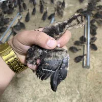 فروش جوجه ۱ روزه بوقلمون